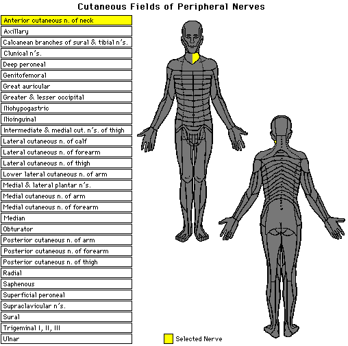 Click on a nerve's name to view its cutaneous field