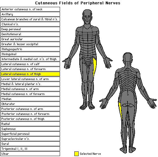 Neuroguide.com - Cutaneous Fields of Peripheral Nerves