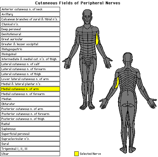 Click on a nerve's name to view its cutaneous field