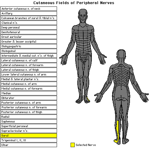 Click on a nerve's name to view its cutaneous field